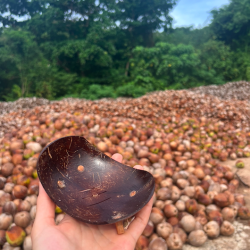 Coconut Shell Soap Dish | Soap holder
