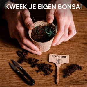 Bonsai Starters Kit met Uitgebreide Instructies – Bonsai Zaden Kit – Kweekset Cadeau